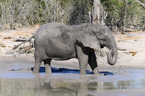 Moremi Game Reserve (Botswana) - Eléphant au bain dans une mare de boue dans le secteur de South Gate(VO-25-0970 B.jpg)